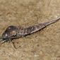 Jumping Bristletail (Dilta italica)